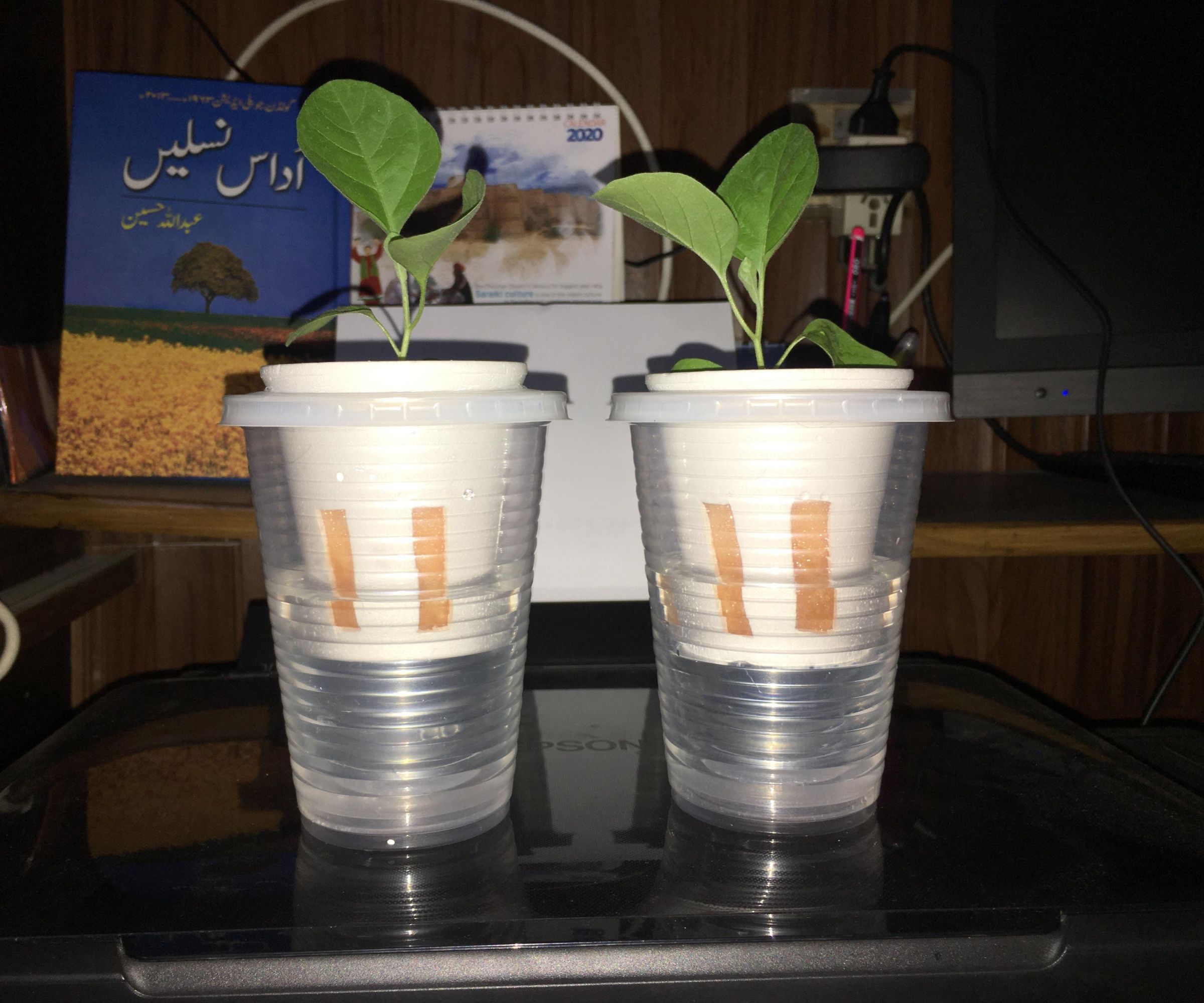 My First Hydroponic