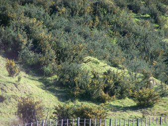 Remove Gorse(Ulex Europeans) With New Zealand Native Bush