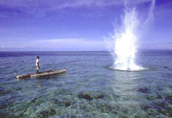 Global News: Jakarta Capital Management WWF Sounds Alarm Over Blast Fishing in East Flores