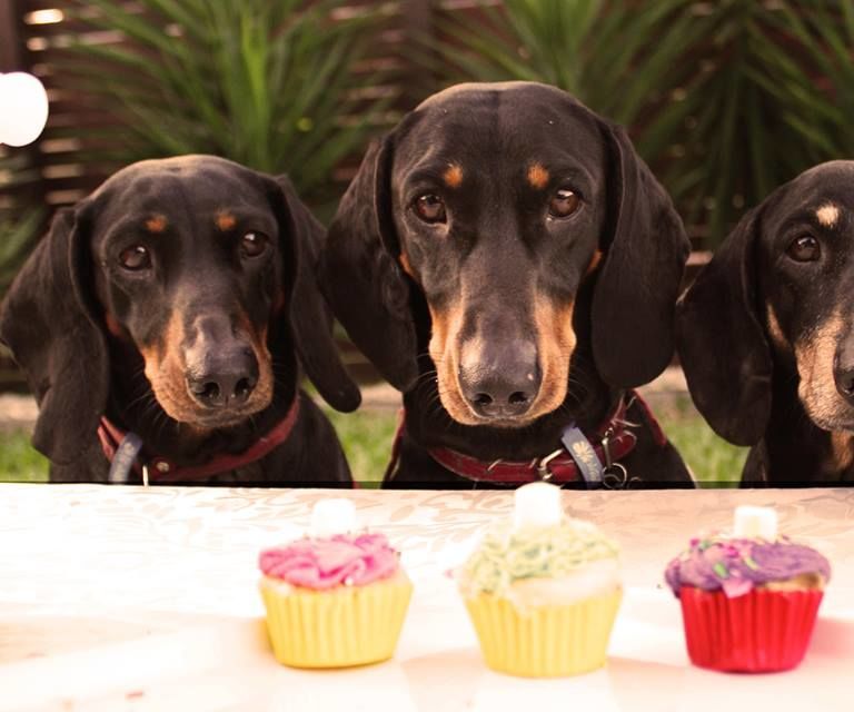 Fruity Pupsicle: Good for You, Good for Your Dog.