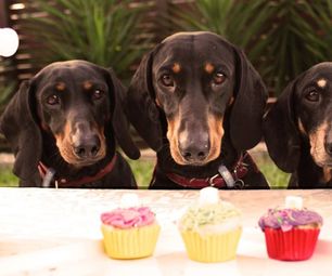 Fruity Pupsicle: Good for You, Good for Your Dog.