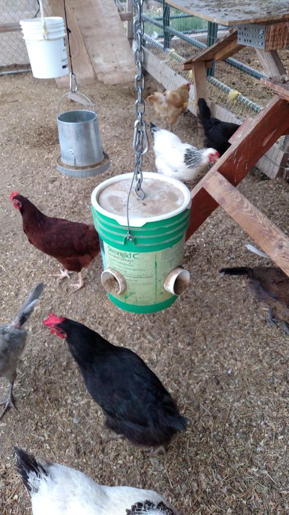 Mess Free Chicken Feeder 3 Steps (with Pictures)