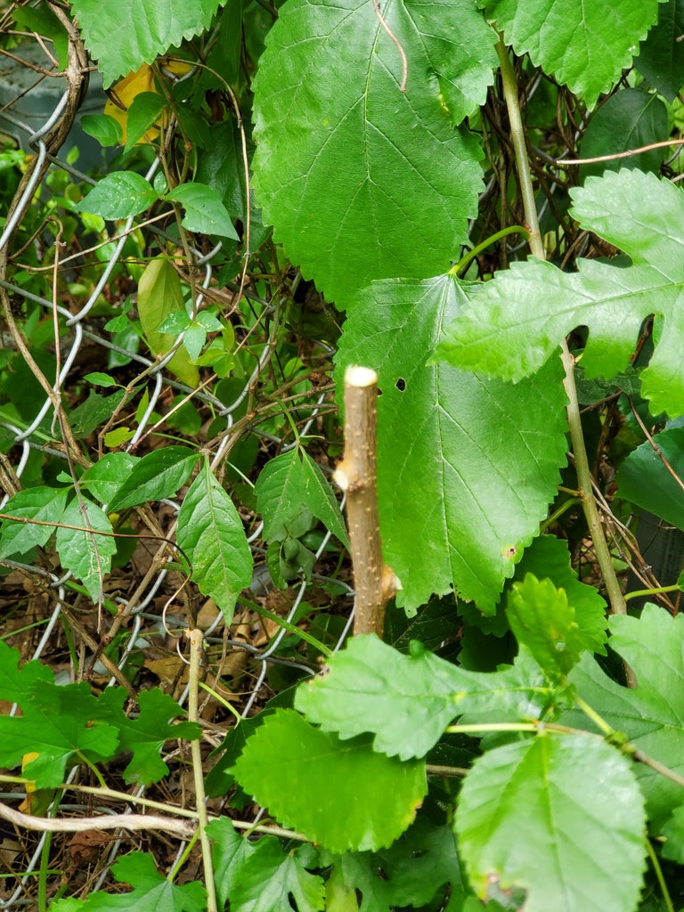 Effortlessly Kill Mulberry Trees Without a Saw! : 3 Steps