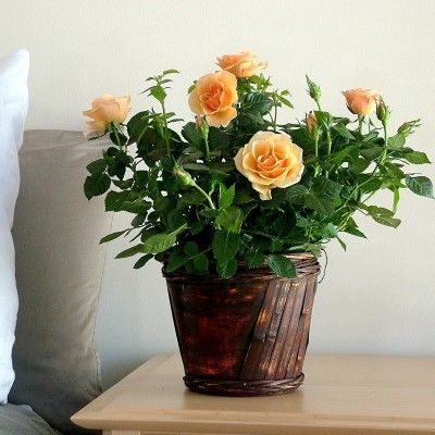 Express Your Innate Emotions and Joy With Gift Plants