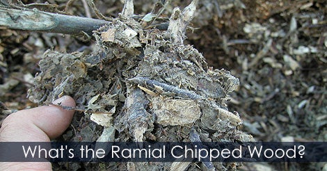 What Is the Ramial Chipped Wood?