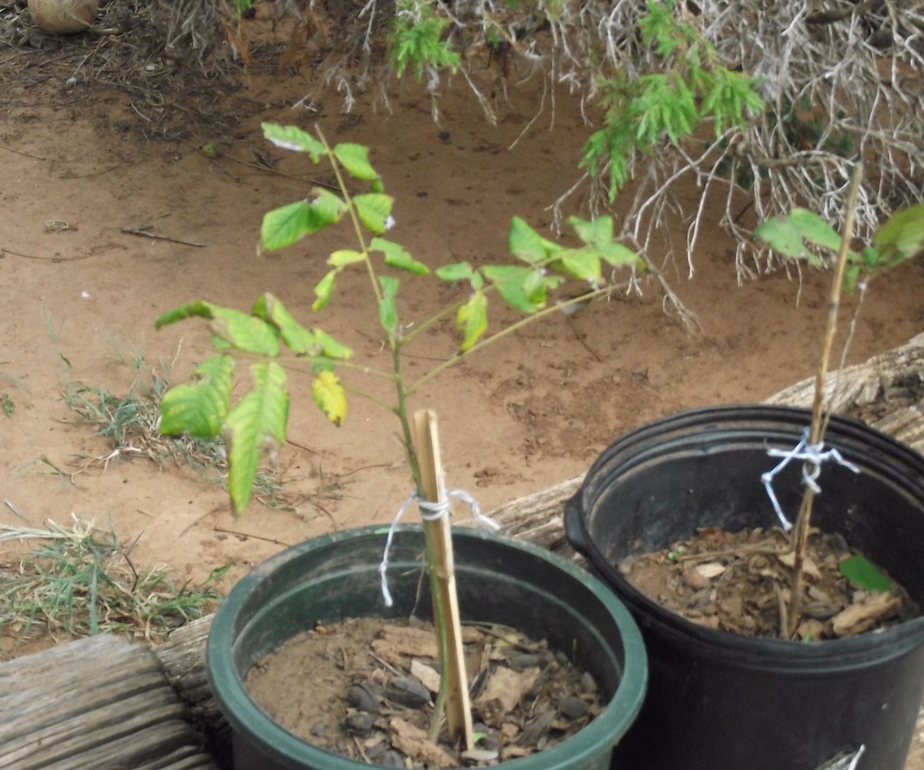 TRANSPLANTING PECAN TREES 