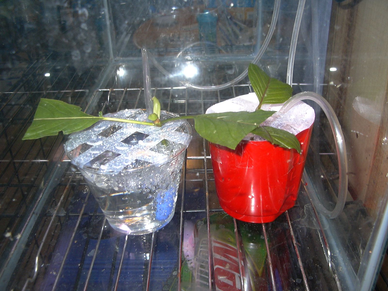 Dirt Cheap Areated Cloning System for Plants 