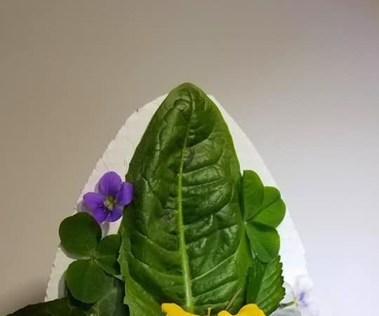 Nature Walk Science Eggs 