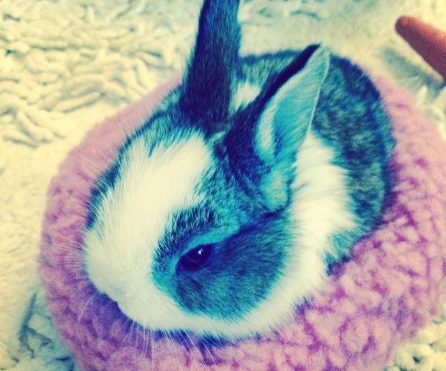 How to Prepare for Your New Bunny! 3 Steps Instructables