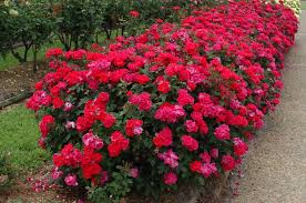 How to Trim Knockout Roses