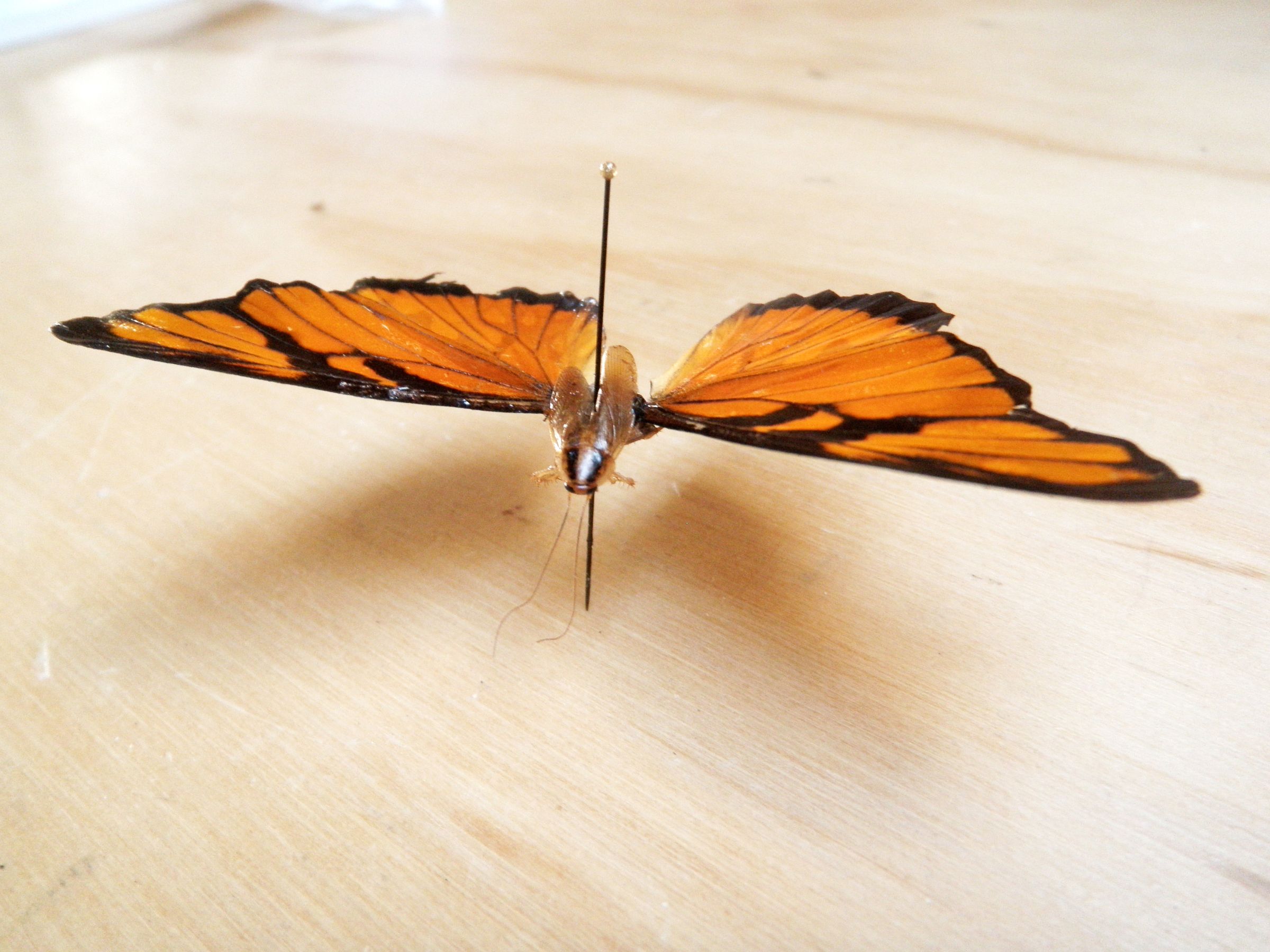 North American Cockerfly