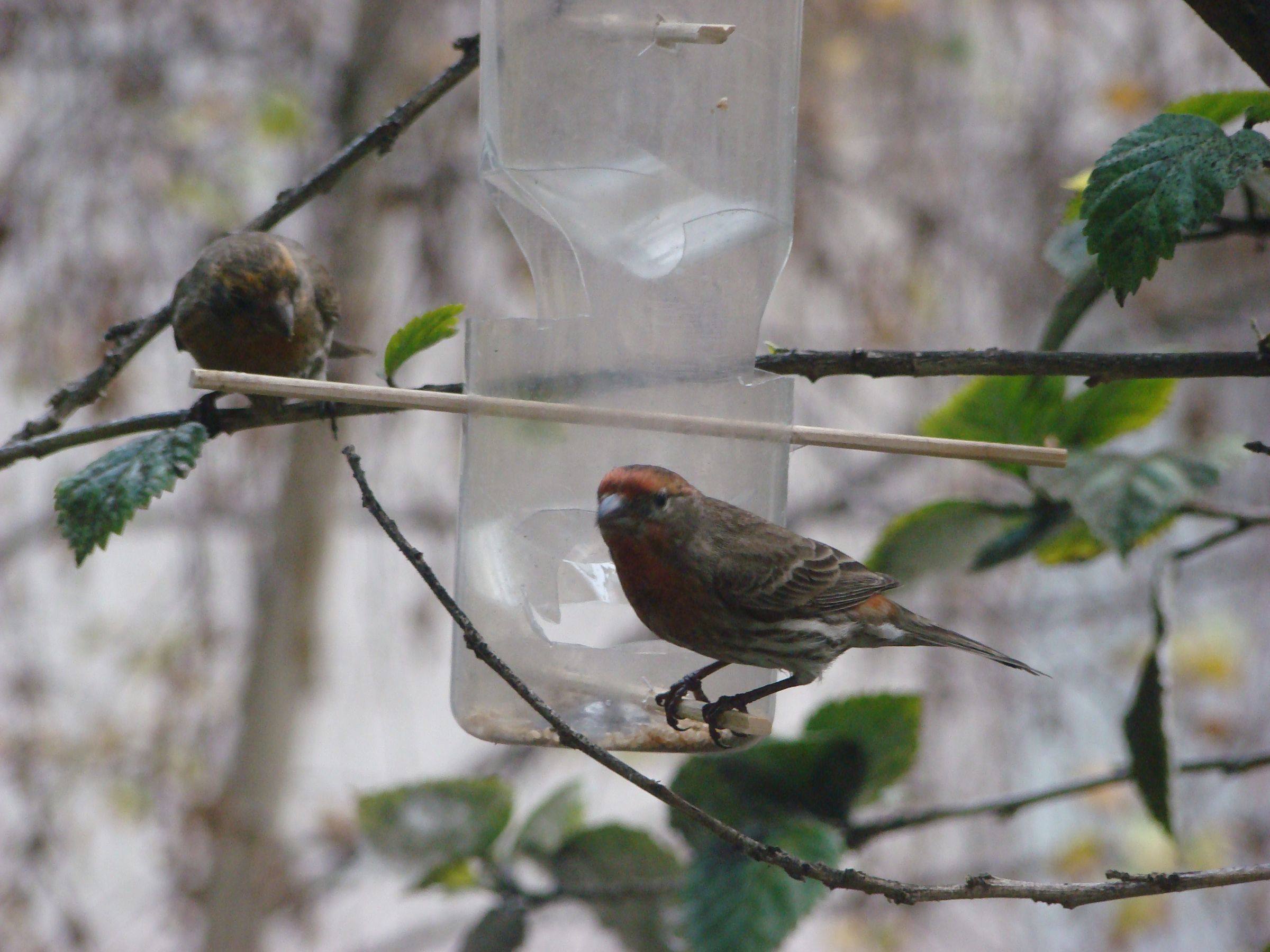 Feed the Birds - Waterbottle Bird Feeder