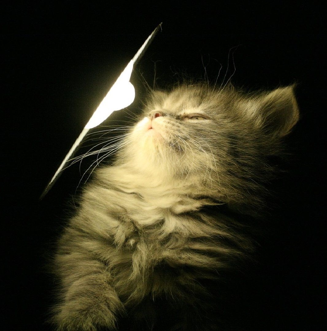 Instructables profile picture for @dazzLED