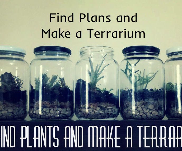 Find plants and make a terrarium