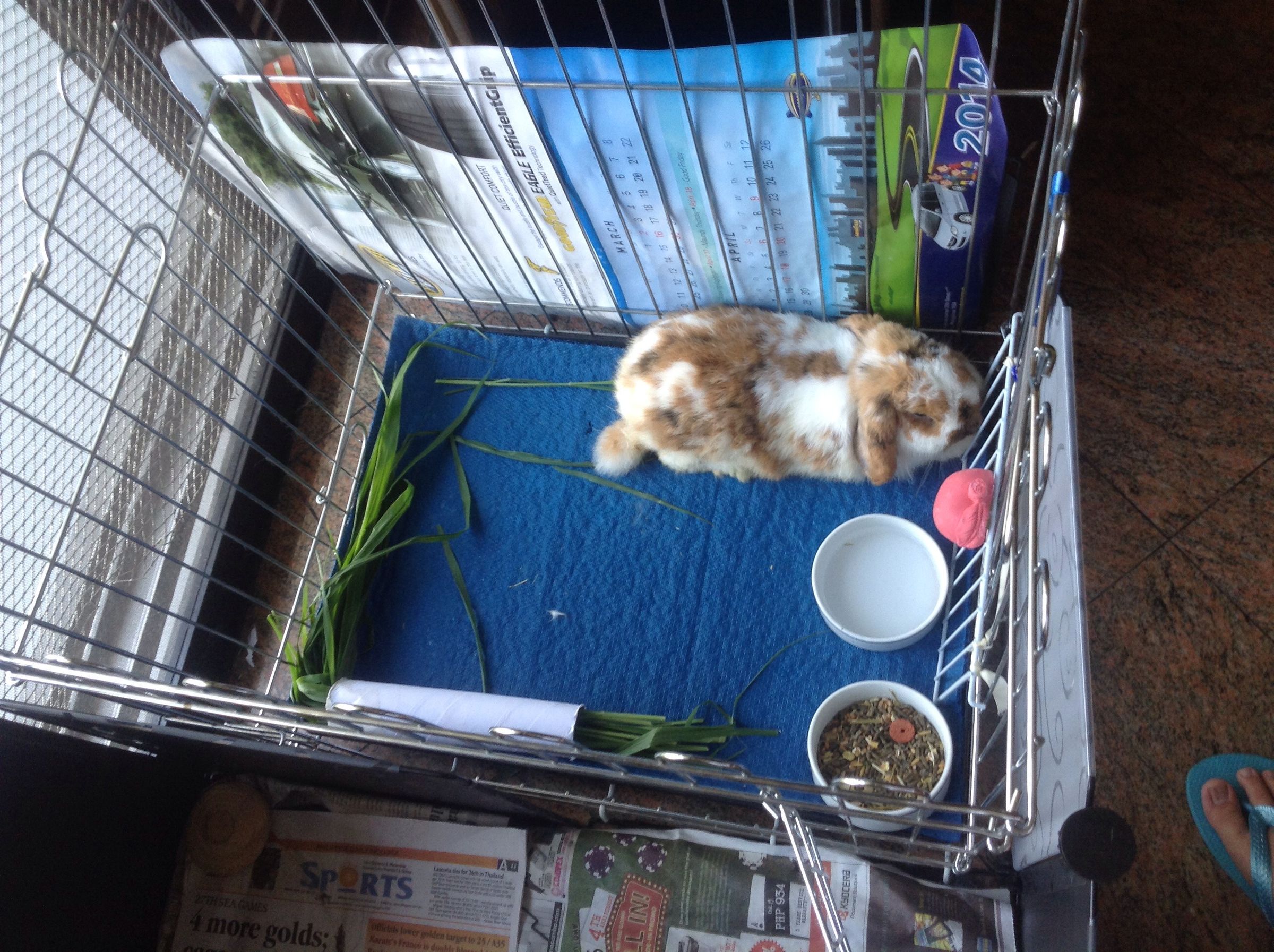 A New Type of Rabbit Cage Design Using Storage Cubes. : 7 Steps ...