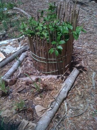 Fruit Tree Newspaper Pot