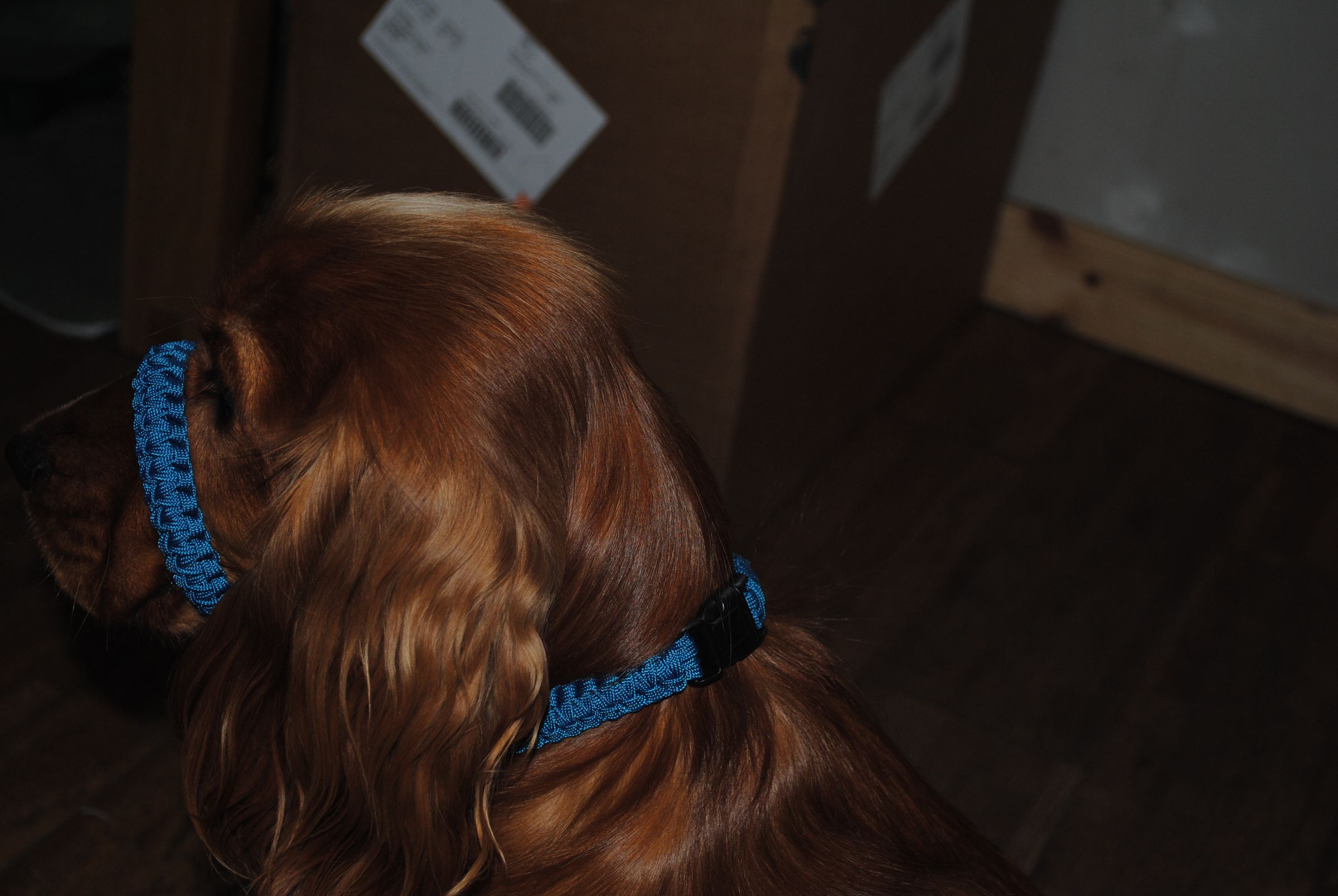 Paracord Dog Collar, Halti Collar 9 Steps Instructables