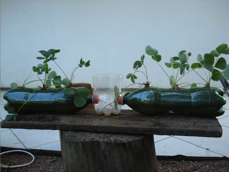 Self Irrigation Flower Cultivation