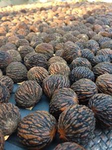 Black Walnut Harvesting & Processing : 11 Steps (with Pictures ...