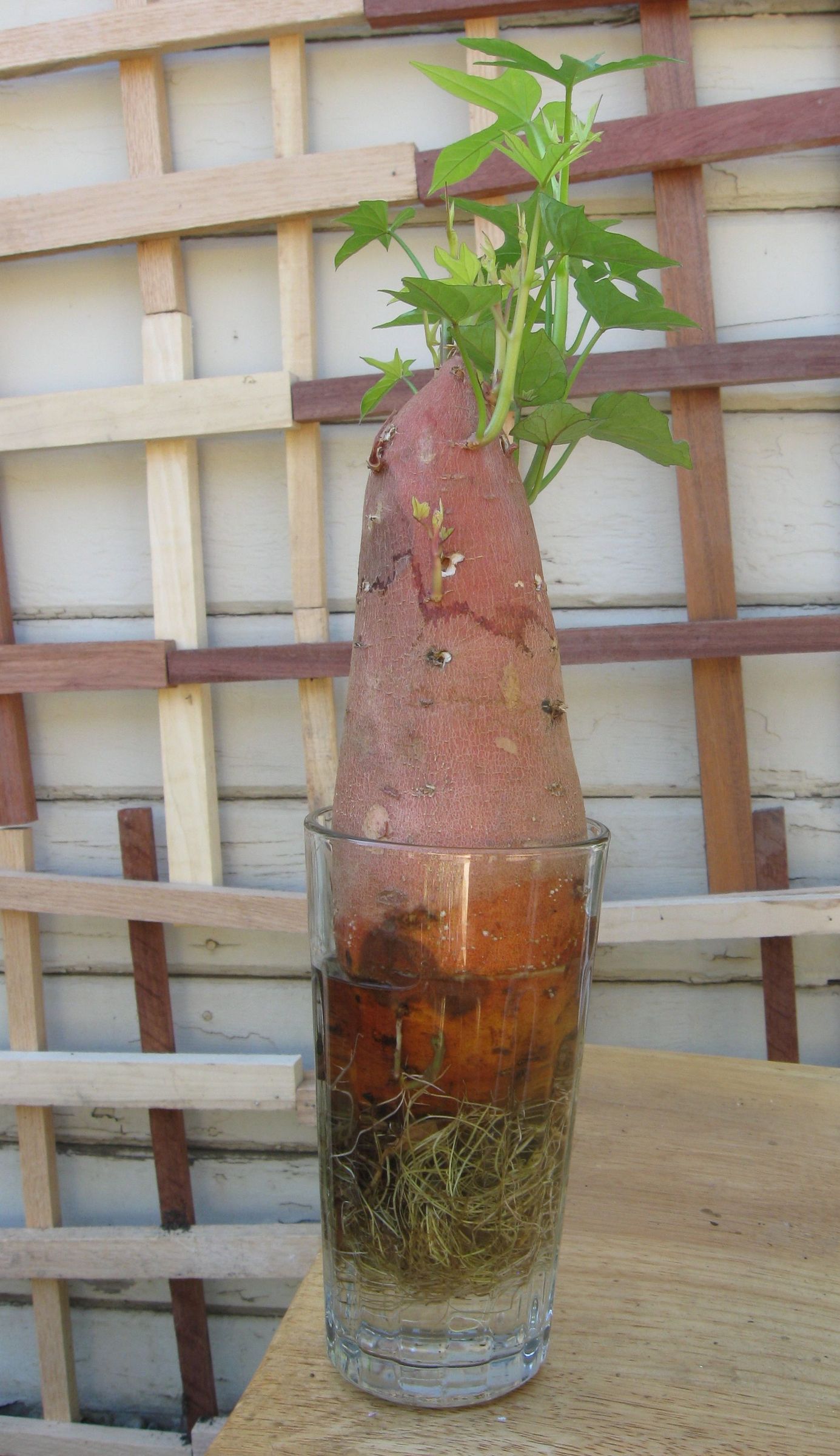 Make Sweet Potato Slips to Plant Sweet Potato