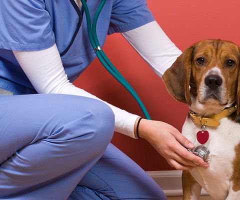 Pet Insurance Reviews