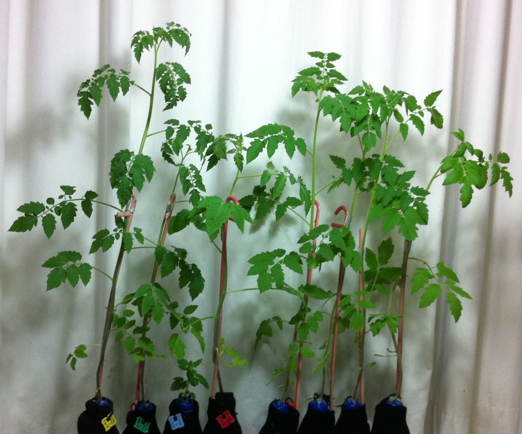 DIY Hydroponic Growing Bottle