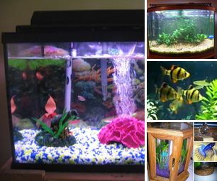 How to Keep Fish
