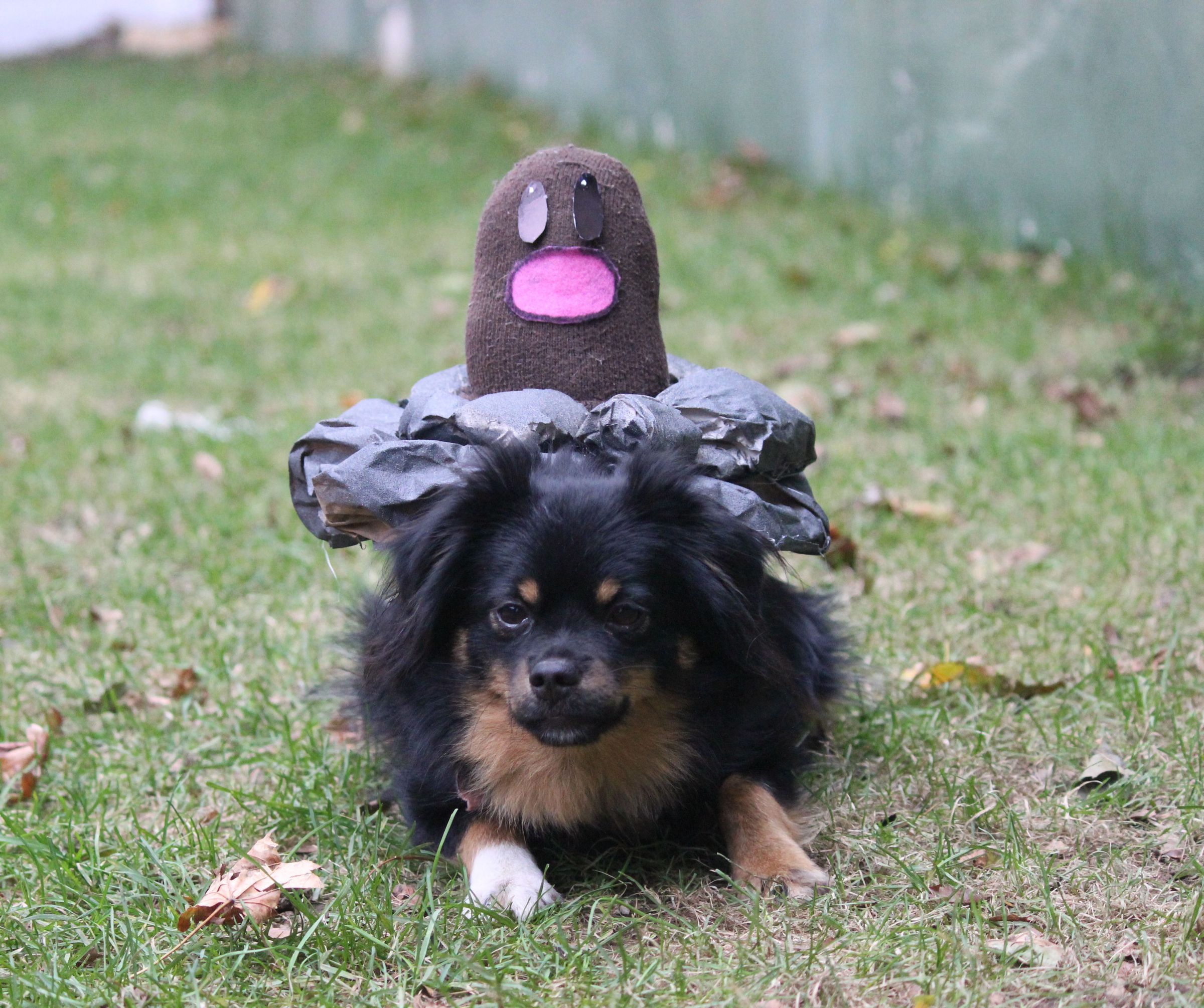 Diglett Dog Costume