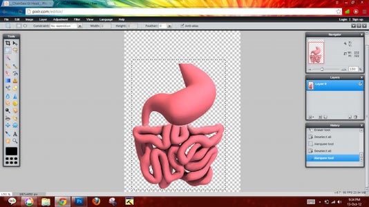 Stomach + Intestines