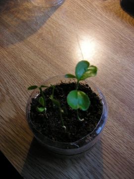 6 aglaonema lady valentine Aglaonema 'Lady Valentine' main image 0