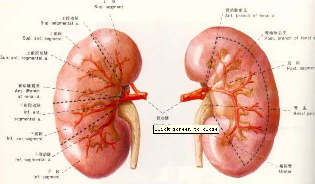 Facts About Dialysis and Chronic Renal Failure