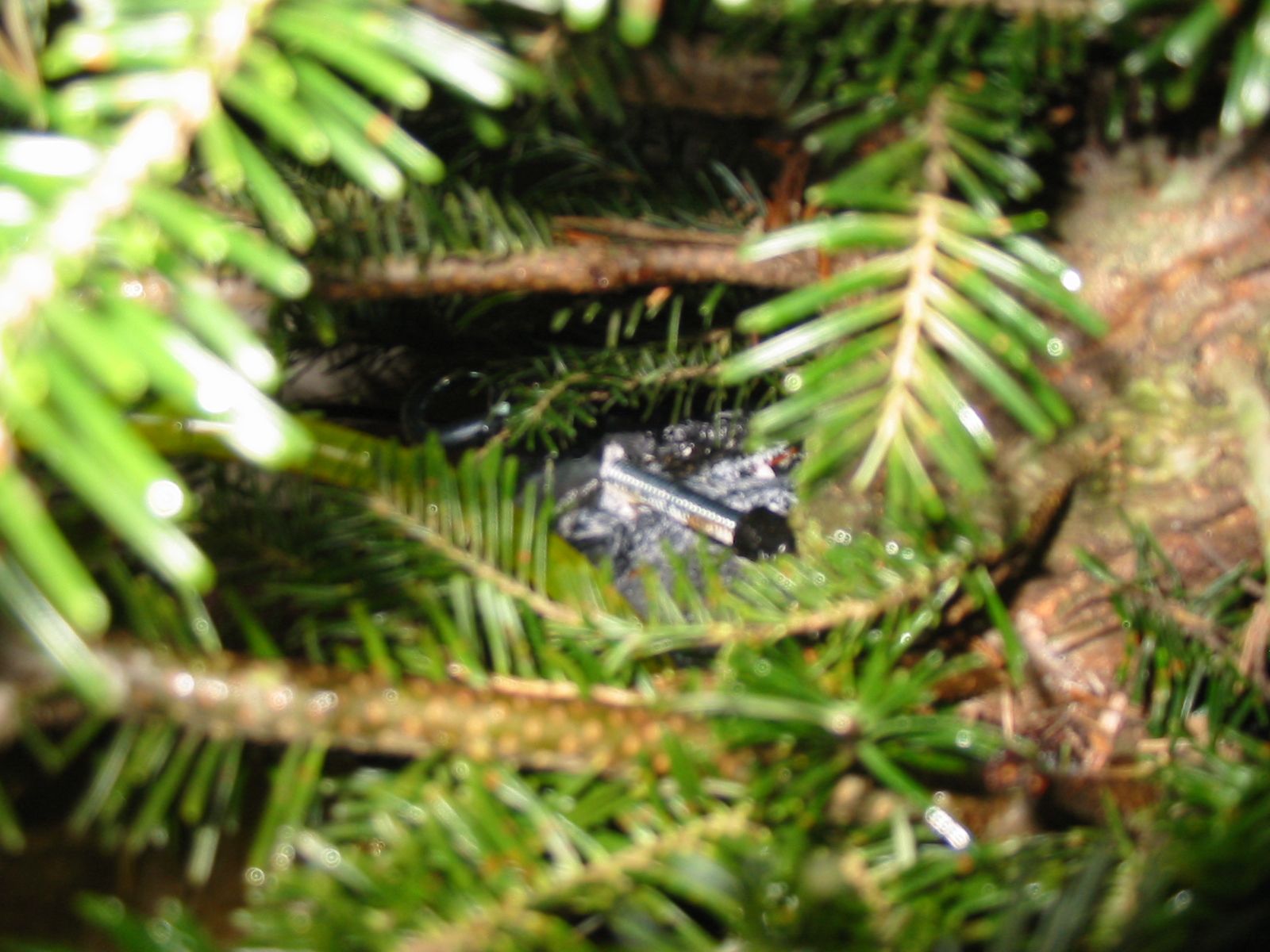Make a Hidden Christmas Tree Watering System 7 Steps (with Pictures
