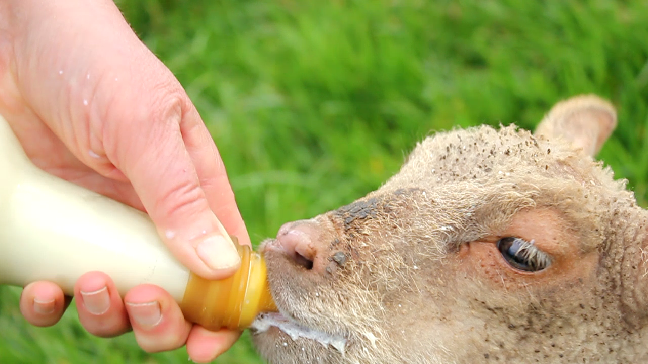 Reciprocal Homesteading - Lamb Duckling & Bunny Sitting. Babysitting À La Ferme. Niñera En La Granja