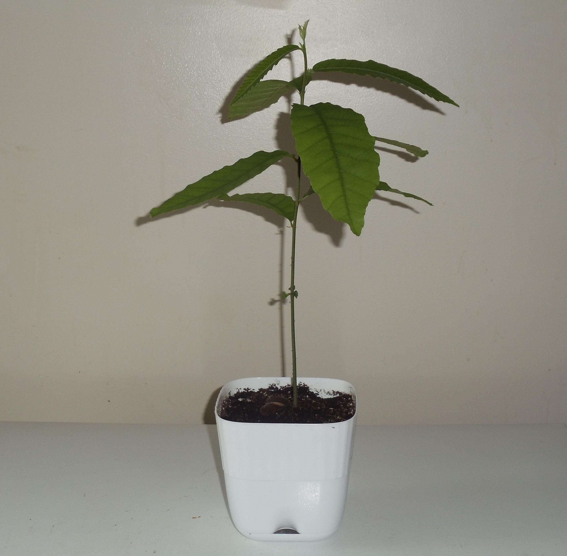 Starting American Chestnut Trees