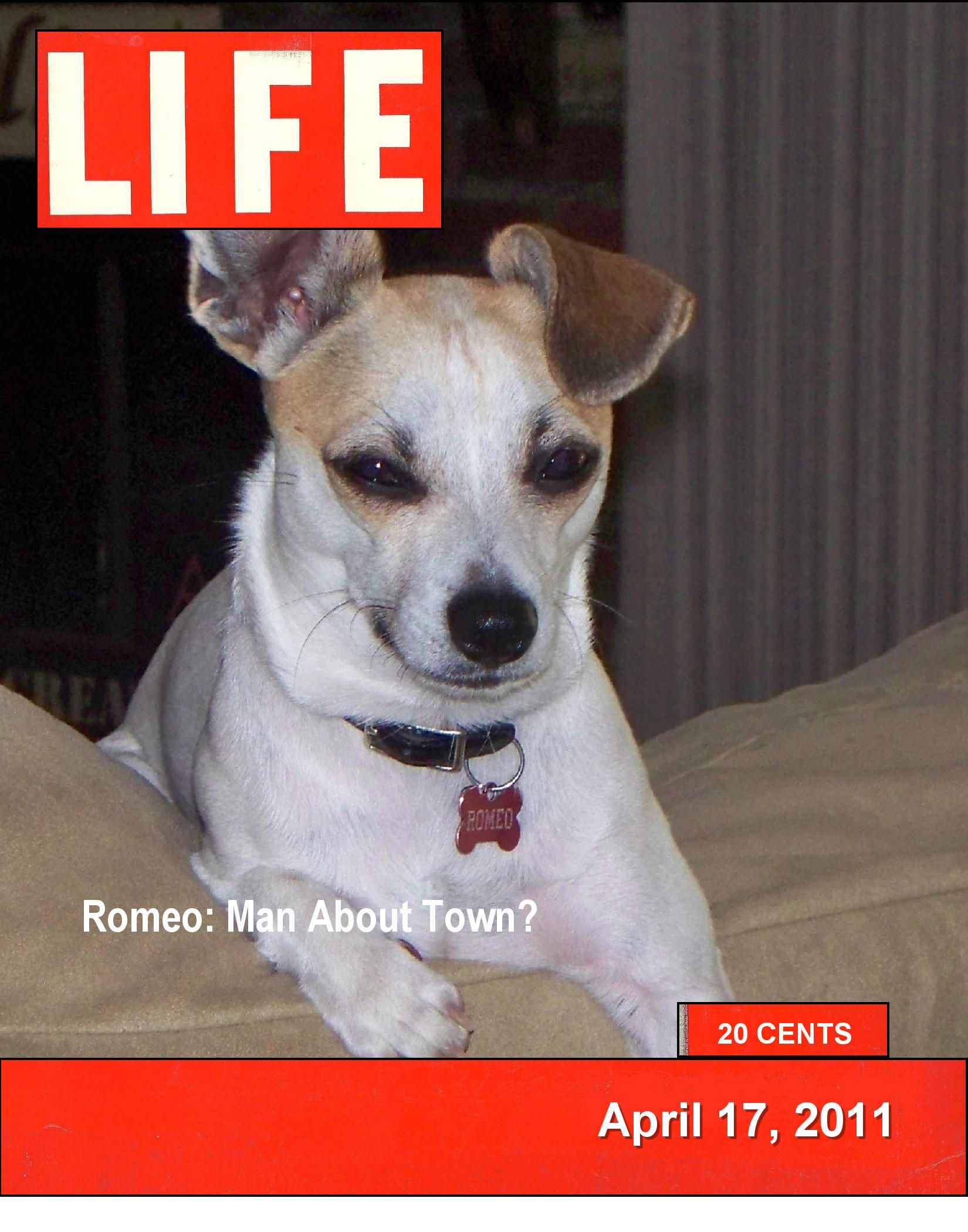 Romeo, Super Cover Dog!