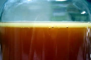 Kombucha Brewing Video Guide