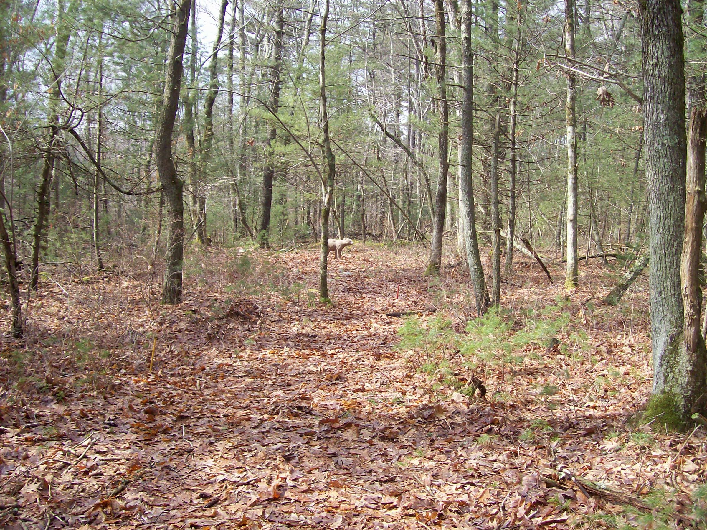 3 Practice Tips to Hunt Deer With a Bow 3 Steps Instructables