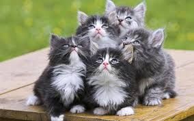  Comprehending the Backdrop of Amusing Feline.