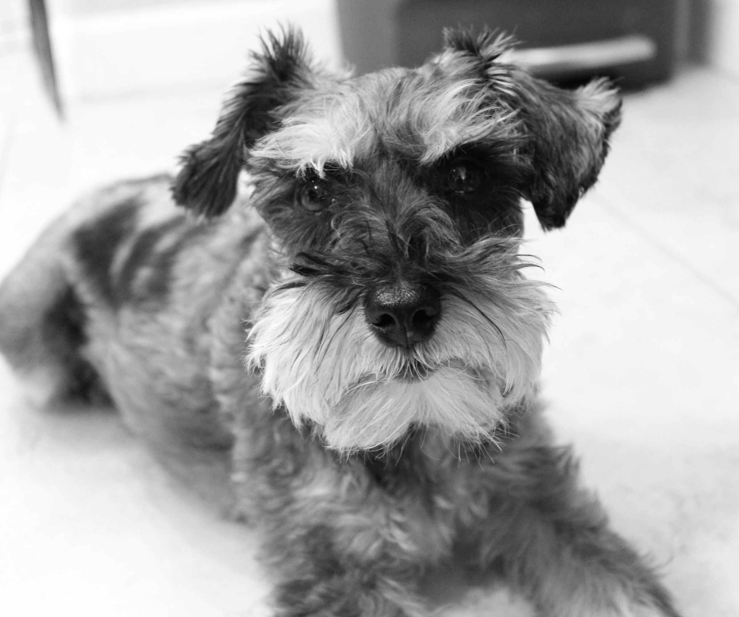 How to Take Amazing Pet Photos