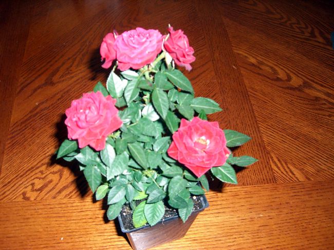 Going 'Ape' Over Roses