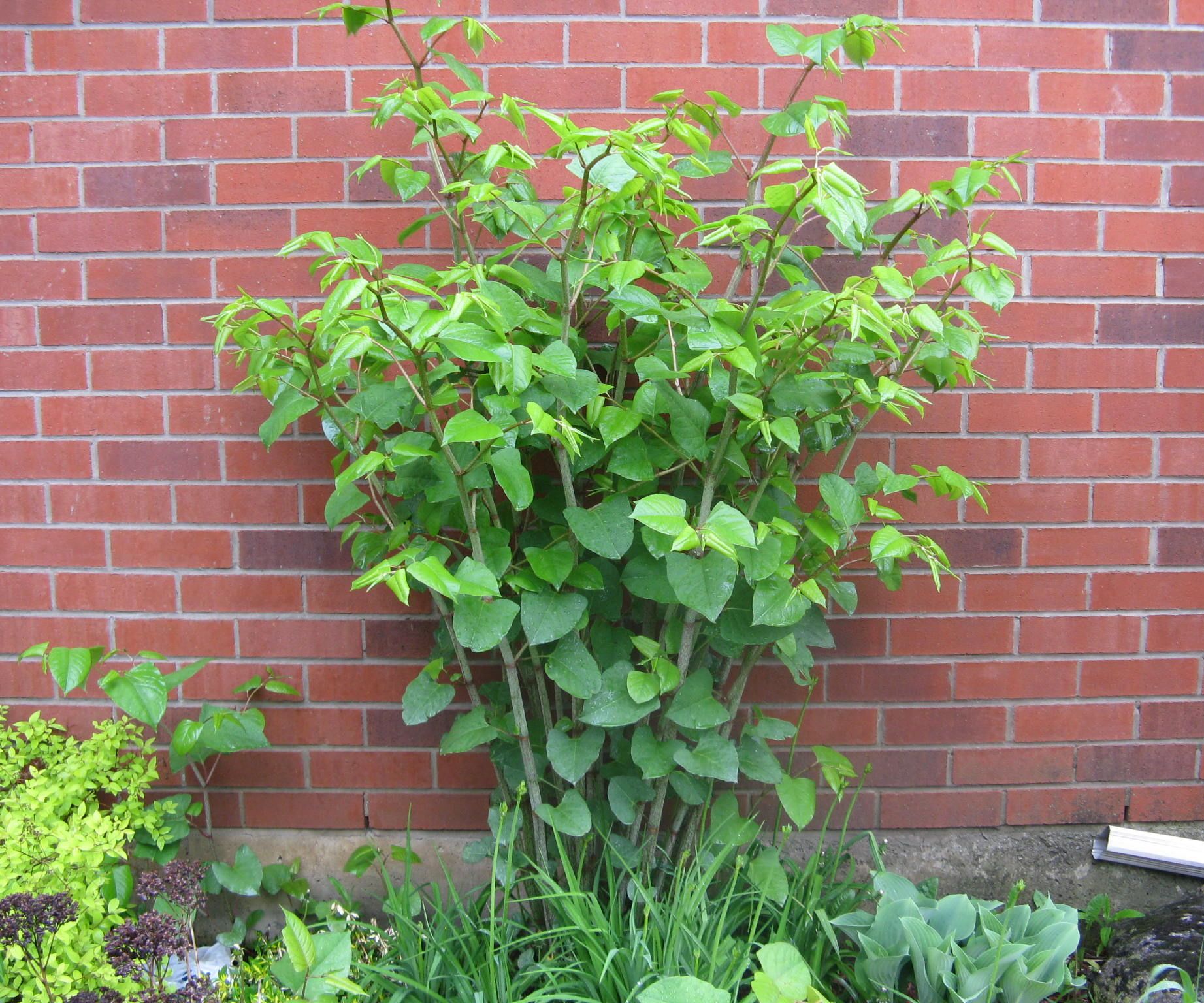 Sugar Free Japanese Knotweed Jam