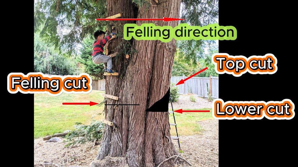 DIY: Build a Ladder and Cut the Tree - Removing Large Trees Near Fences ...