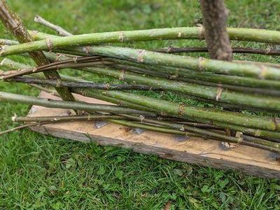 ​Weaving the Branches Between Stakes