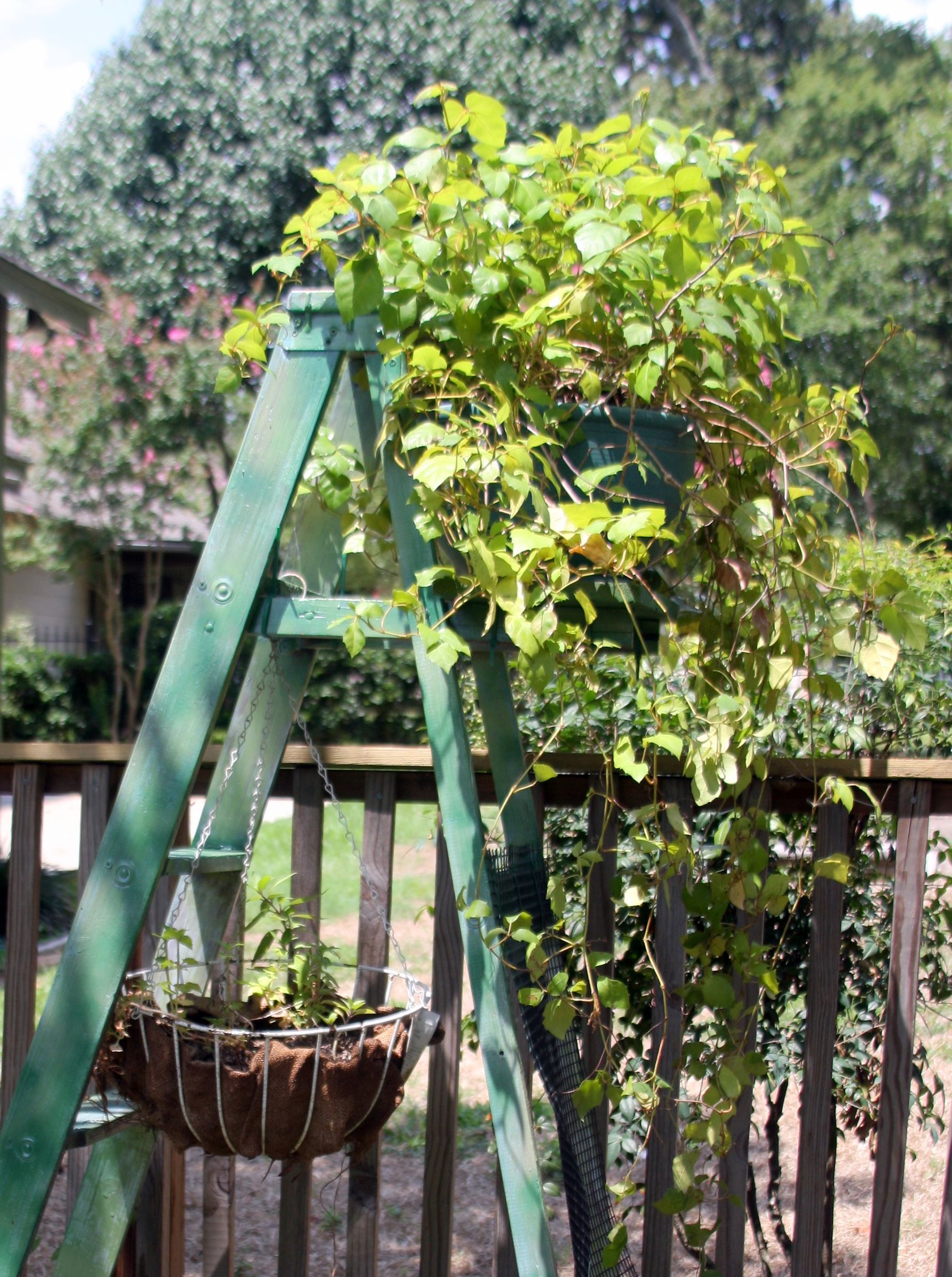 Ladder- Re-purposed With a Few Zip Ties