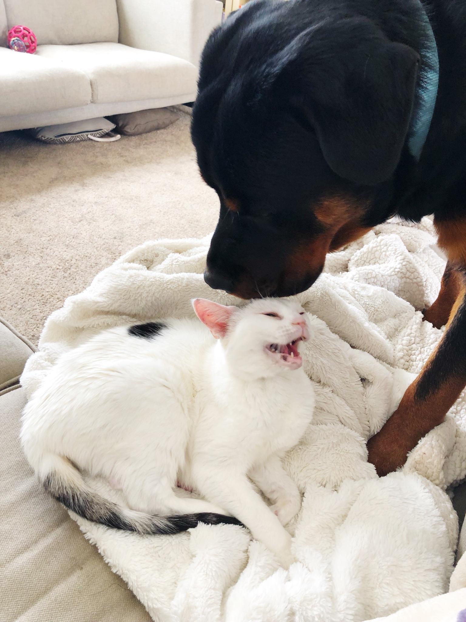 Are Plug Ins Safe For Dogs