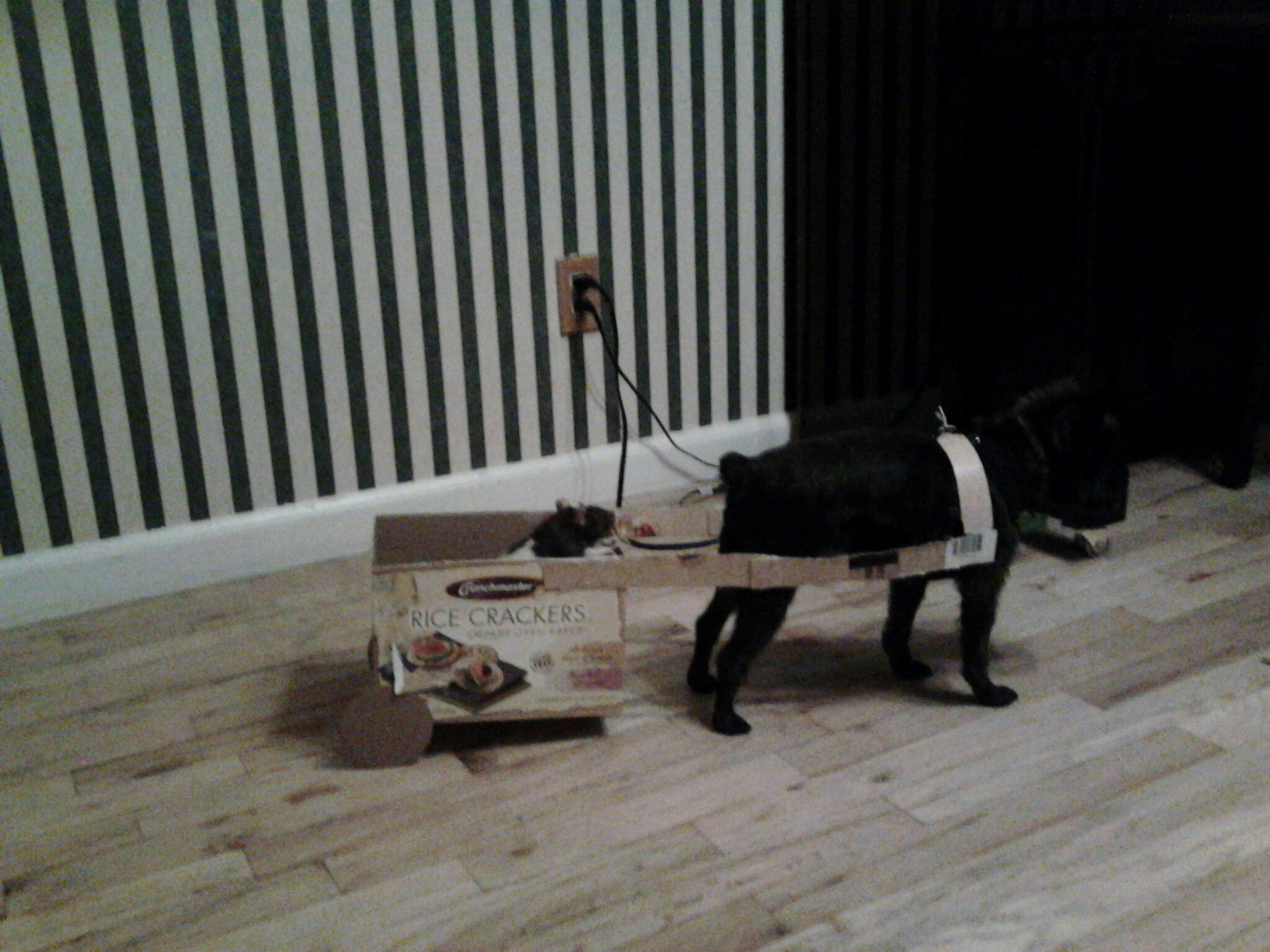 how to make a chariot for your rat