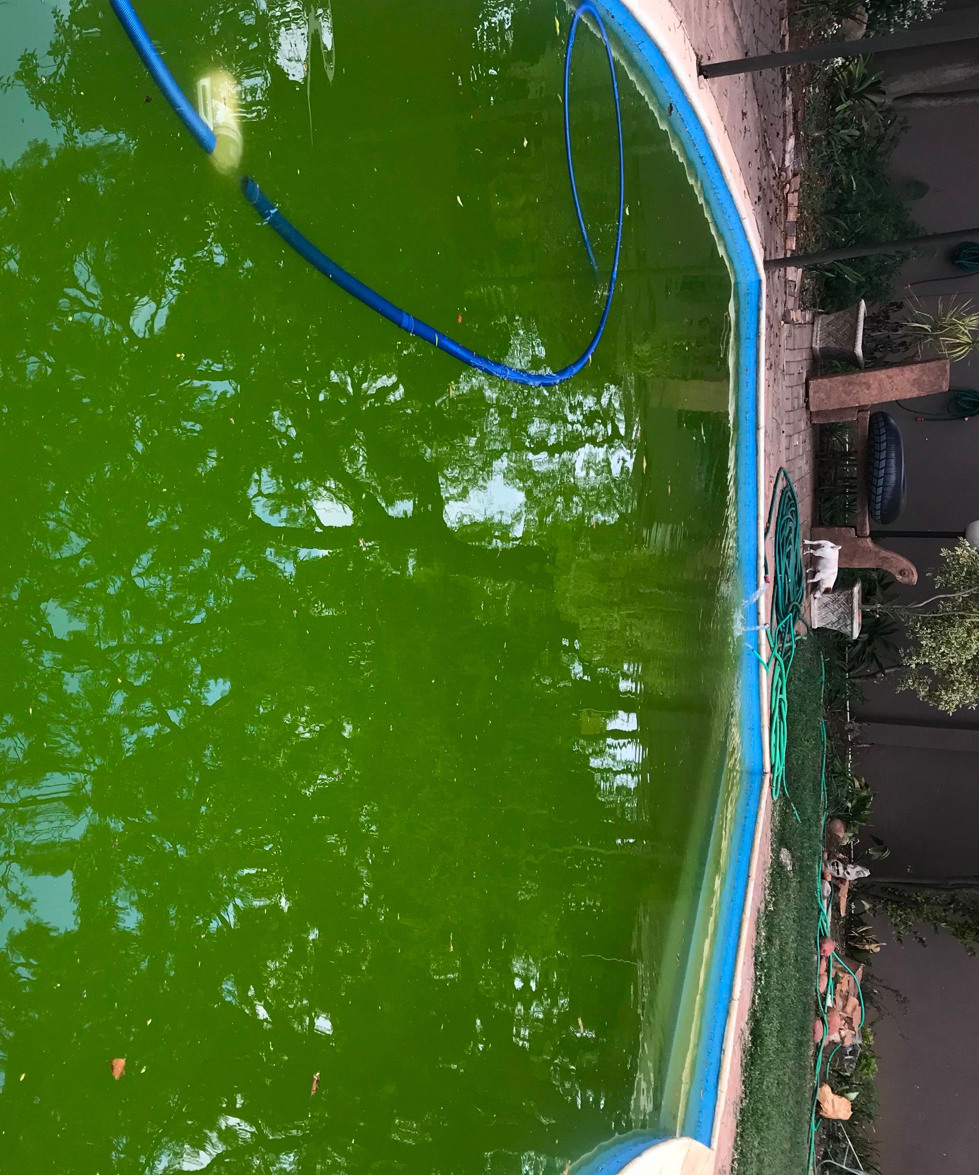 A Pool Story: Green to Clean