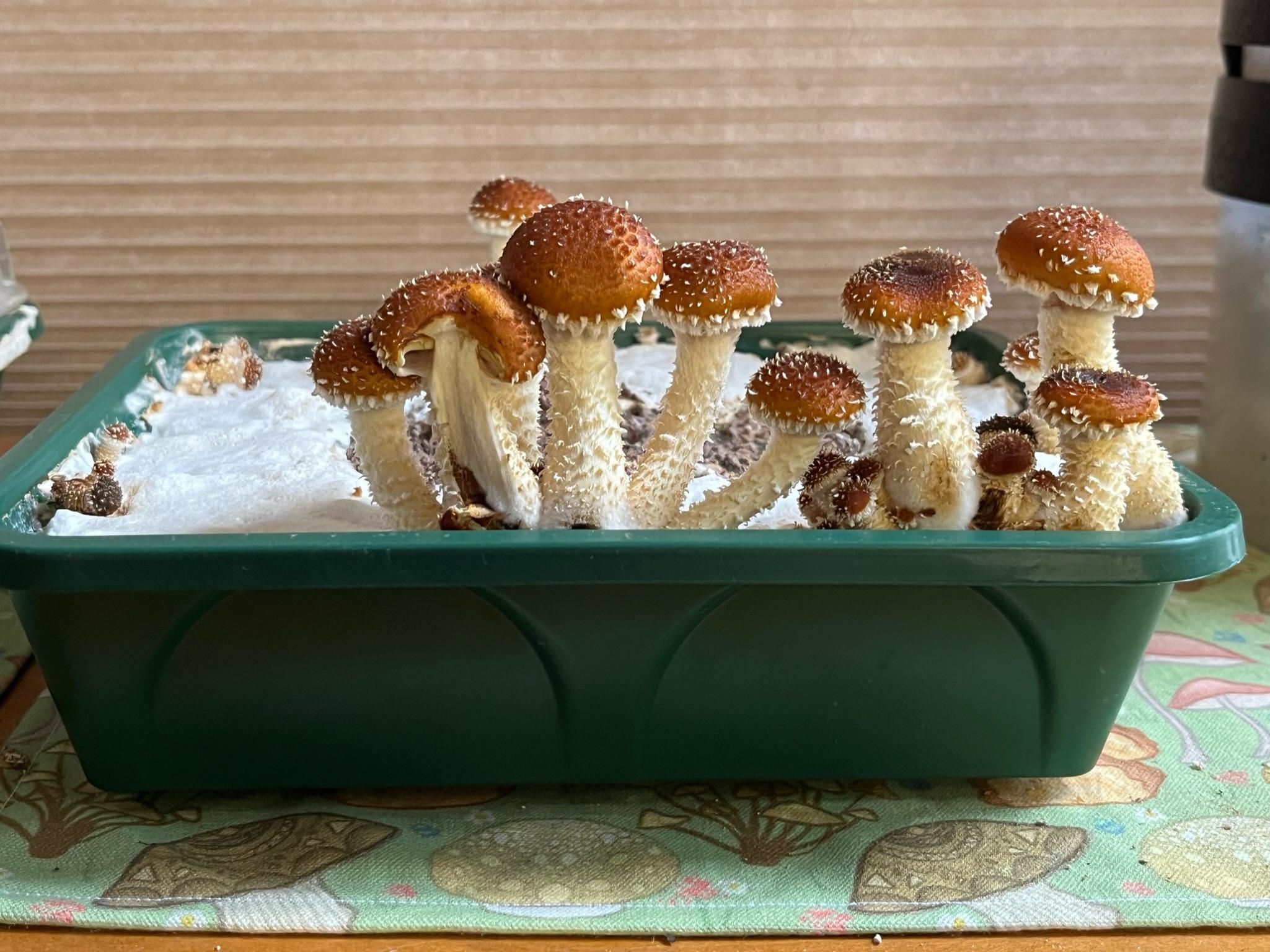 Grow Mushrooms With Rice (Revised and Improved!) : 7 Steps (with ...