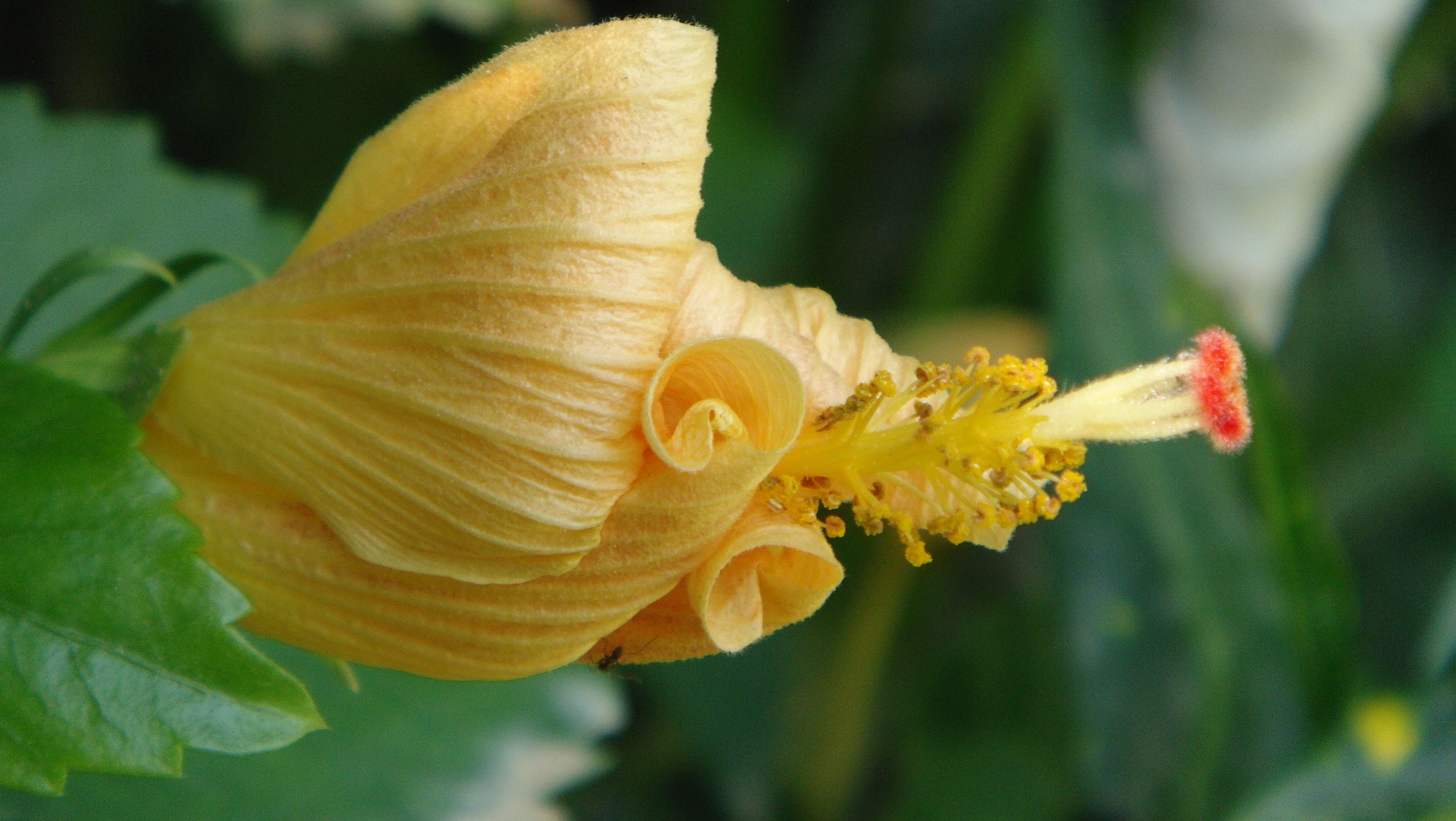 My Garden in the Land of Dream