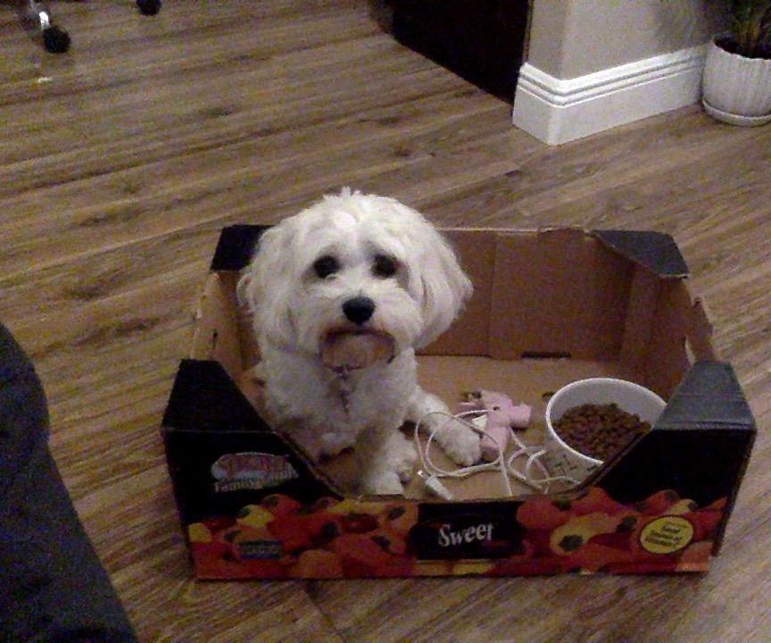 Cardboard Dog Food Dispenser 5 Steps Instructables
